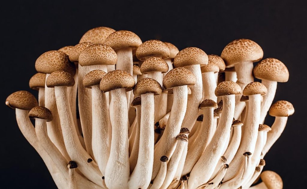 Magische truffels die spirituele ervaringen en geestelijke verruiming mogelijk maken voor persoonlijke groei